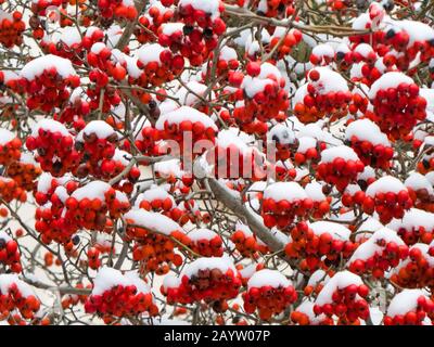 Schwedisches Weißlicht (Sorbus Intermedia), Whitebeam im Winter, Deutschland Stockfoto