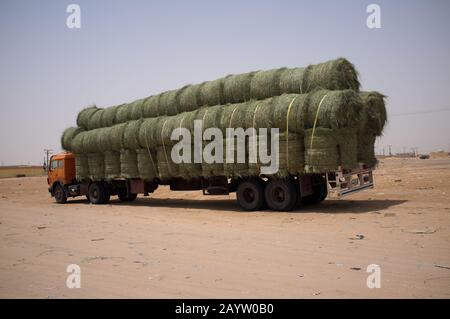 Ein Lastwagen, der Futter für Kamele aus Hunderten von Kilometern Entfernung in die Wüste in Riad, Saudi-Arabien, bringt. Stockfoto