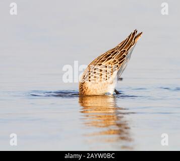 Ruff (Philomachus pugnax), Angeln, Niederlande Stockfoto