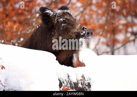 Wildschwein, Schwein, Wildschwein (Sus scrofa), im Schnee, Porträt, Deutschland, Nordrhein-Westfalen Stockfoto