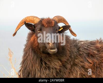 Heidschnucke, Heath Sheep (Ovis ammon f. Widder), Porträt, Deutschland, Schleswig-Holstein, Helgoland Stockfoto