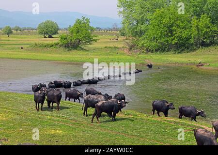 Asiatische Wasserbüffel, Anoas (Bubalus spec.), Herdenquerung Wasserstrecke, Griechenland, Kerkini-See Stockfoto