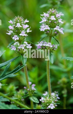 Eurasisches Thymian (Thymus pannonikus), blühend, Deutschland Stockfoto