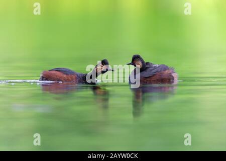 Schwarzhalsige Grebe (Podiceps nigricollis), zwei schwimmende adulte Vögel im Brutgefieders, Seitenansicht, Deutschland, Bayern Stockfoto