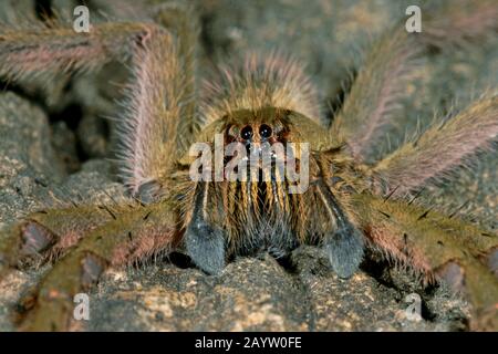 Tiger wandernde Spinne, Bananenspinne (Cupiennius salei, Phoneutria oculifera, Cupiennius ahrensi), Porträt Stockfoto