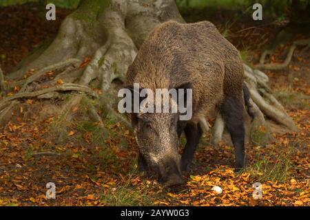 Wildschwein, Schwein, Wildschwein (Sus scrofa), wils säen an einer Wurzel in einem Wald, Deutschland, Niedersachsen Stockfoto