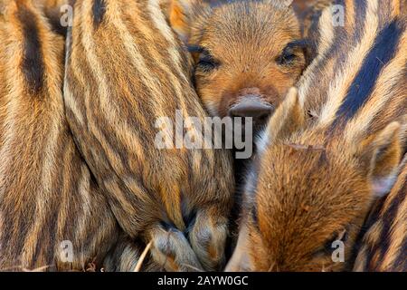 Wildschwein, Schwein, Wildschwein (Sus scrofa), ruhende Runzeln, Belgien, Ardennen Stockfoto