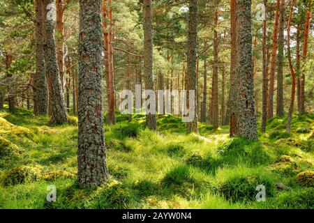 Scotch Pine, Scots Pine (Pinus sylvestris), Kiefernholz mit Heide, Schweiz Stockfoto