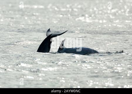 Bottlenosed Delfin, gewöhnlicher Flaschendolphin (Tursiops truncatus), zwei verschmelzende große Tümmler, Großbritannien, Schottland, Black Isle, Chanonry Point Stockfoto