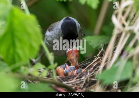 Schwarzmütze (Sylvia atricapilla), Männchen füttert Jungvogel im Nest mit einer Raupe, Deutschland, Bayern, Niederbayern Stockfoto