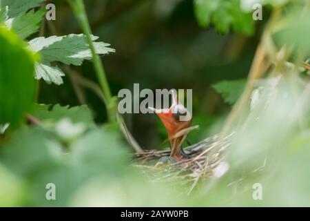 Schwarzmütze (Sylvia atricapilla), bettelter Babyvogel im Nest, Seitenansicht, Deutschland, Bayern, Niederbayern Stockfoto