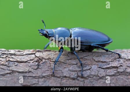 Hirschkäfler, europäischer Hirschkäfler (Lucanus cervus), weiblich, Deutschland, Nordrhein-Westfalen Stockfoto