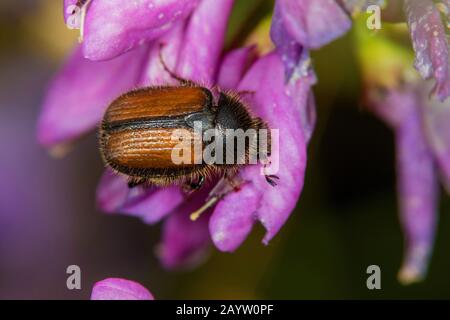 Scarab-Käfer (Omaloplia nigromarginata), stark gefährdete Arten, Deutschland Stockfoto