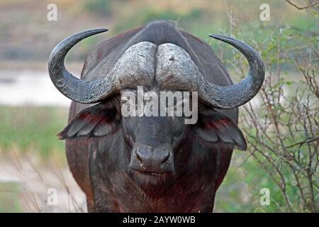 Afrikanischer Büffel (Syncerus caffer), Porträt, Südafrika, Mpumalanga, Kruger National Park Stockfoto