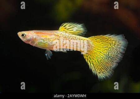 Guppy (Poecilia reticulata, Lebistes reticulatus, Lebistes reticulata), Rasse Golden Cobra Stockfoto