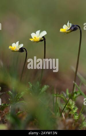 Kultivierte Pansie, Feldpansie, kleine Wildpanse (Viola arvensis), Blumen, Deutschland Stockfoto