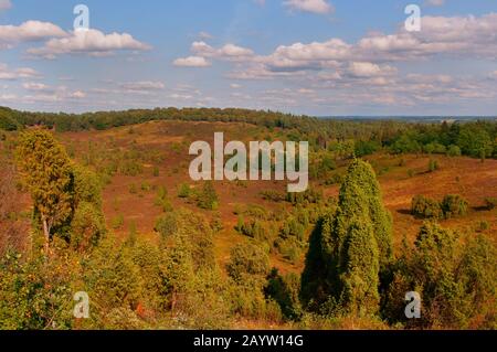 Gemeinsamer Wacholder, Bodenjuniper (Juniperus communis), Naturschutzgebiet Totengrund auf der Luenebburger Heide mit vielen Wacholdern, Deutschland, Niedersachsen, Luenebburger Heide Stockfoto