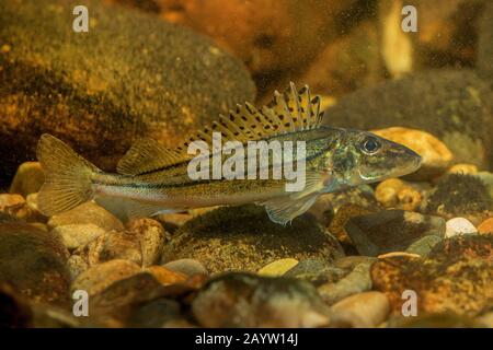 Streifenruffe, Schraetzer, Donau-Ruffe (Gymnocephalus schraetzer, Gymnocephalus schraetser), Seitenansicht, Österreich, Donau Stockfoto