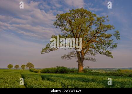 Gewöhnliche Eiche, Stieleiche, englische Eiche (Quercus robur. Quercus pedunculata), alte Pastoraleiche bei Stoefs im Frühjahr, Deutschland, Schleswig-Holstein, Ostholstein, Luetjenburg Stockfoto