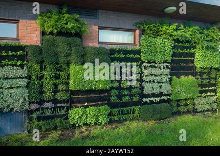 Eine lebende Mauer an der Seite des Pavillons in Mill Meadows, Henley-on-Thames Stockfoto