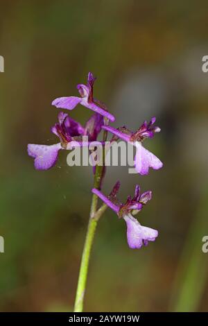 Grüngeflügelte Orchidee, Grünveilige Orchidee (Orchis morio, Anacamptis morio), Infloreszenz, Griechenland, Lesbos Stockfoto