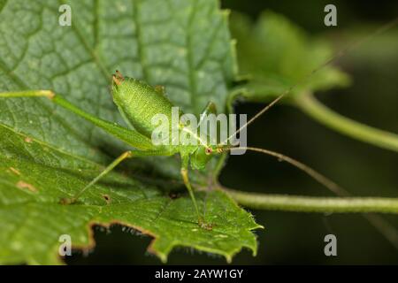 Gesprenkeltes Buschwille, Speckled Busch-Cricket (Leptophyes punctatissima), auf einem Blatt sitzend, Seitenansicht, Deutschland Stockfoto