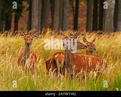 Rotwild (Cervus elaphus), Hinds on a Clearing, Deutschland, Sachsen Stockfoto