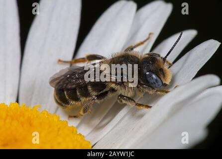 Spined Mason-Bee (Osmia spinulosa), on Daisy, Deutschland Stockfoto