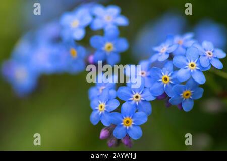 Alpine Forget-me-not (Myosotis alpestris), Blooming, Deutschland, Bayern Stockfoto