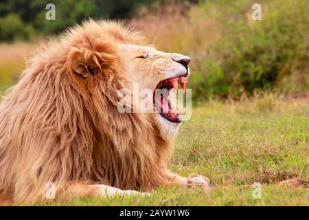 Löwe (Panthera leo), weißer Löwe schreit, Südafrika Stockfoto
