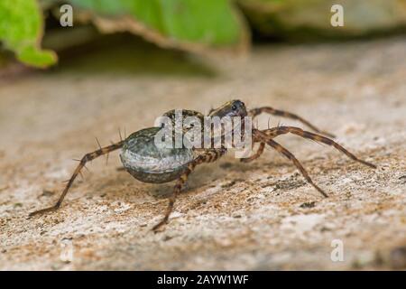 Verbrannte Wolfspinne (Xerolycosa nemoralis), weibliche Karrys Kokon, Deutschland, Bayern, Niederbayern Stockfoto