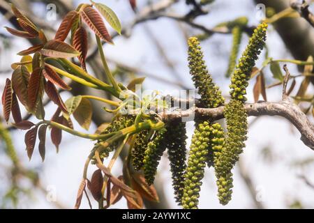 Walnuss (Juglans Regia), männliche Kätzchen auf einem Ast, Deutschland Stockfoto