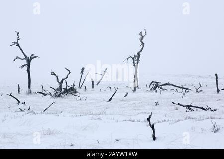 Tote Bäume im Schnee, Belgien, Luik, Hochfens, Hoge Venen Stockfoto