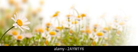 Daisy Field auf weißem Hintergrund, Panorama-Feder-Webbanner Stockfoto