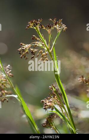 große Holz-Rush (Luzula Sylvatica), blühen, Deutschland Stockfoto