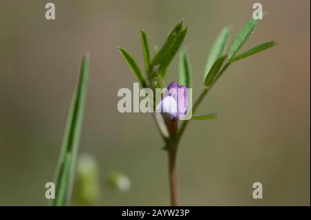 Federvetch (Vicia lathyroides), Blüte, Deutschland Stockfoto