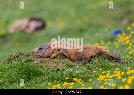 Alpen-Murmeltier (Marmota marmota), flach auf dem Boden liegend, ruhen auf einer Alpenwiese, Österreich, Tyrol Stockfoto