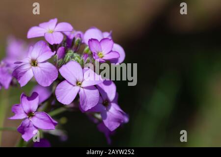Honesty Plant, Annual Honesty (Lunaria annua), Flowers Stockfoto