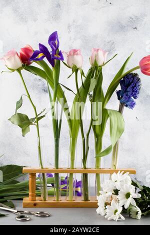 Beugende Tulpe, Iris, Rosen und Hyazinthe in Reagenzgläsern auf blauem Grund mit weißen Chrysanthemen und Scheren mit Gras Stockfoto