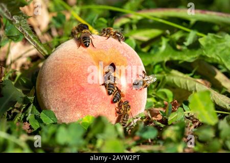 Westliche Honigbienen - Apis mellifera - ernähren sich vom Zucker eines überreifen Pfirsichs, der in der Sommersonne im Gras liegt. Stockfoto