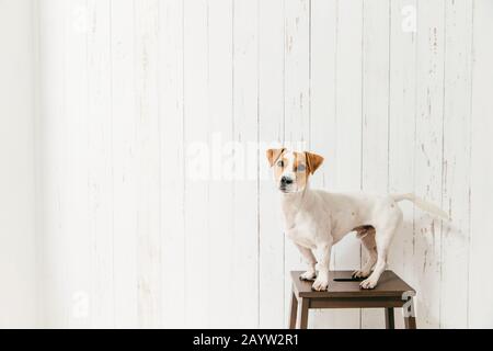 Isolierte Schuß von süßen Jack Russell Terrier Hund steht auf einem Stuhl und schaut direkt in die Kamera, entspannt zu Hause. Braun und Weiß pet durch Host geschult Stockfoto