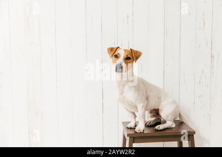 Kleine Jack Russell Terrier Hund auf Stuhl hat smart Blick auf Kamera, Mitteilungen etwas Interessantes in die Ferne, wirft gegen weiße Wand mit leeren Cop Stockfoto