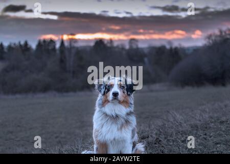 Junger blauer Merle australischer Hirte, der im Morgengrauen sitzt Stockfoto
