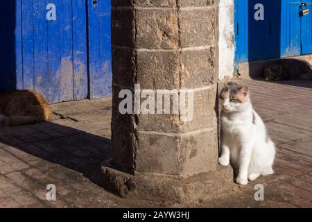 Weiße gepunktete Katze, neben einer Steinsäule auf der Straße mit hellem Sonnenlicht sitzend. Blaue Tür im Hintergrund. Essaouira, Marokko. Stockfoto