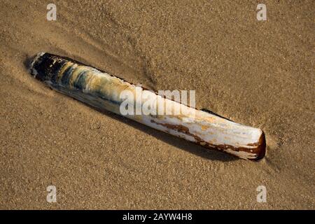 Ein leerer Pod razorfish, oder Rasierklingenschale, Enis siliqua, wurde bei Ebbe an einem sandigen Strand in der Intertidalzone aufgespült. Dorset England GB Stockfoto