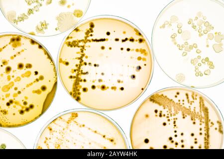 Wachsende Bakterien in Petrischalen auf Agargel Scientific Experiment. Stockfoto