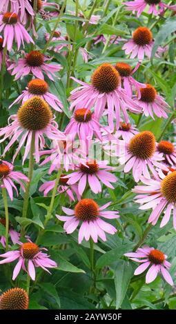 Portraitbild der rosafarbenen Echinacea Blumen Kräutermittel Stockfoto