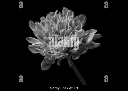 Schwarz-Weiß-Chrysanthemum auf schwarzem Hintergrund. Stockfoto