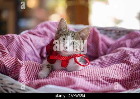 Süßes kleines Kätzchen in einem Korb Stockfoto