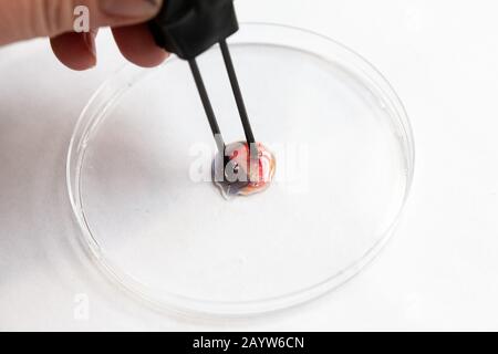 Mikroskalenelektrolyse von Natriumchlorid Stockfoto